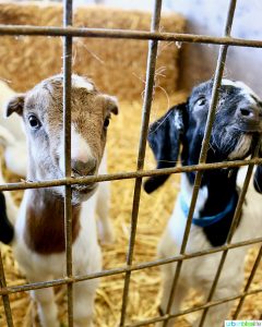 Penny Royal Farm