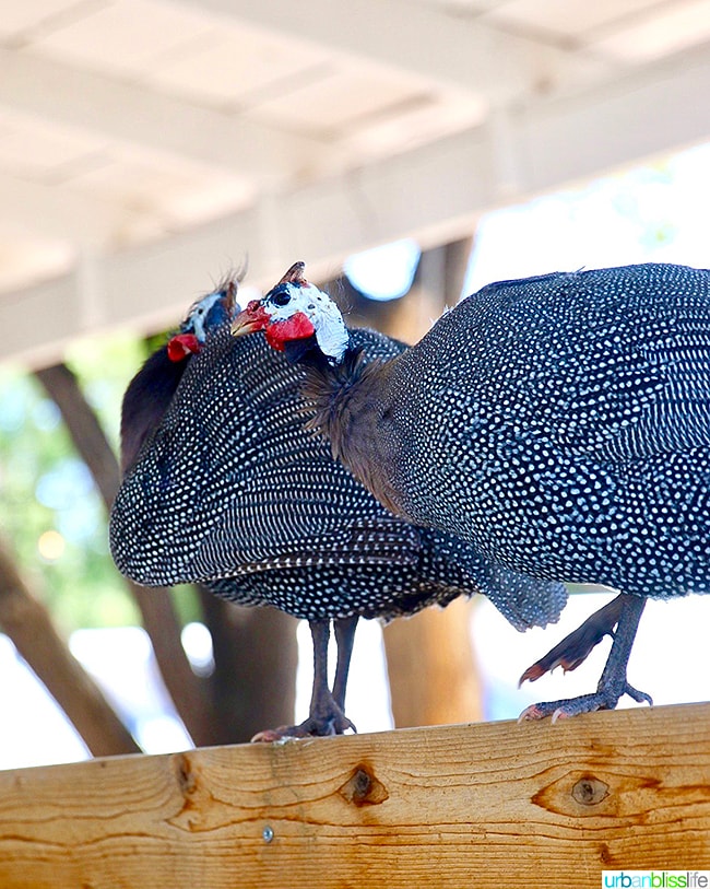 guinea hens at Los Poblanos Inn Albuquerque New Mexico