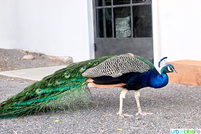 peacock Los Poblanos Inn Albuquerque New Mexico