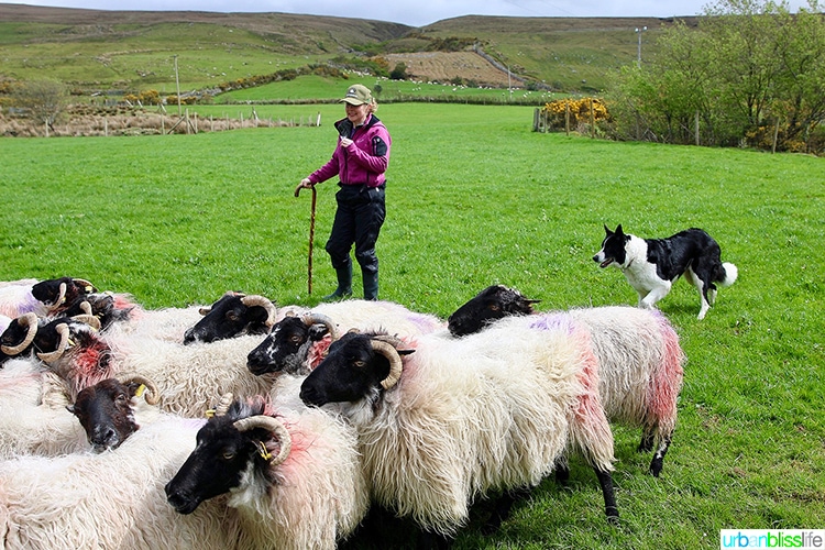 Glen Keen Farm Sheep Herding Demonstration