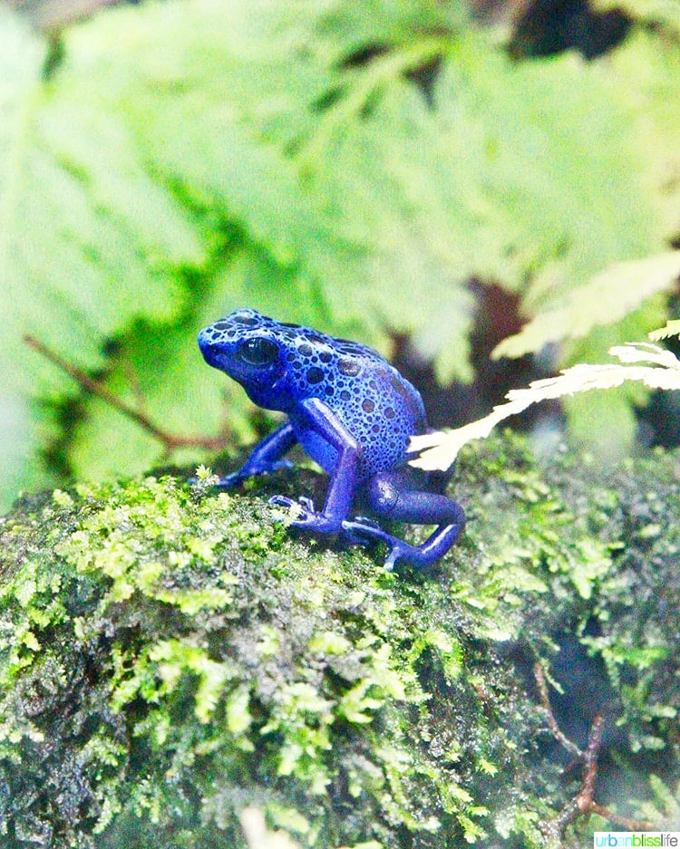 bright blue spotted frog in a garden.