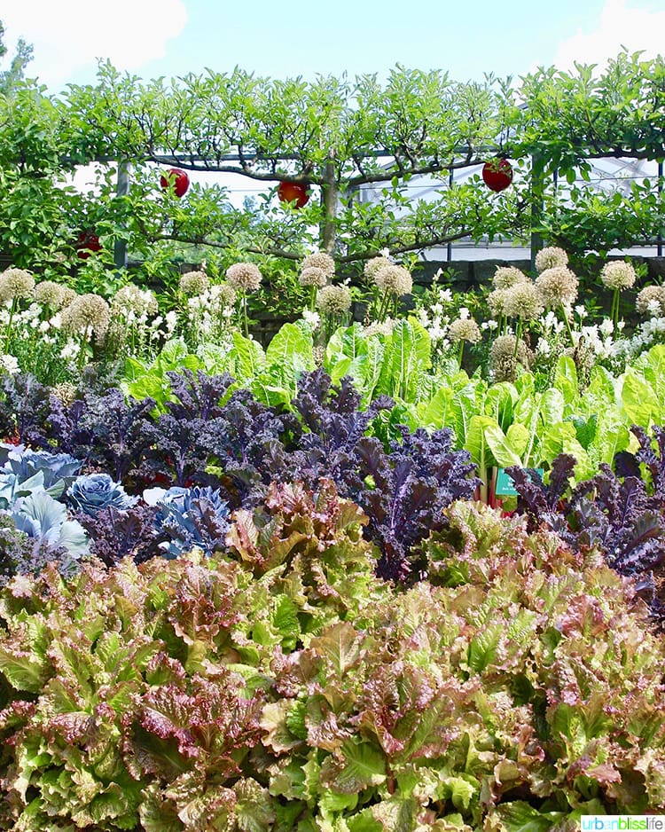 vegetable garden.