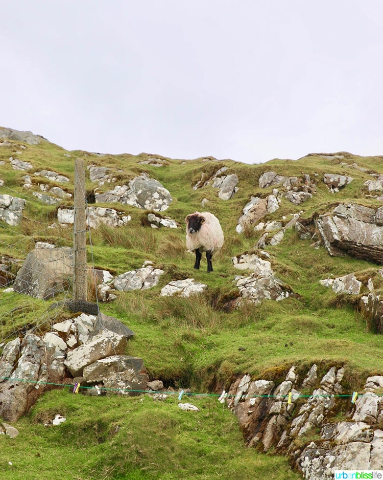 Lost Valley Sheep
