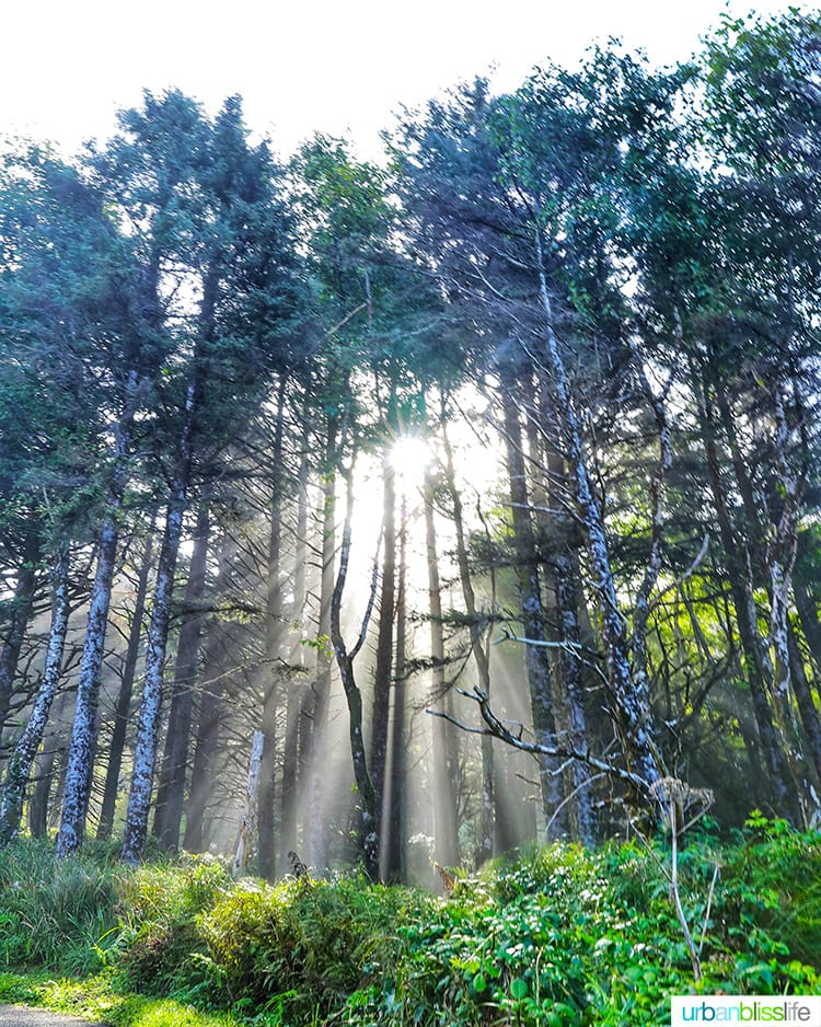 sunlight trees Hug Point Cannon Beach