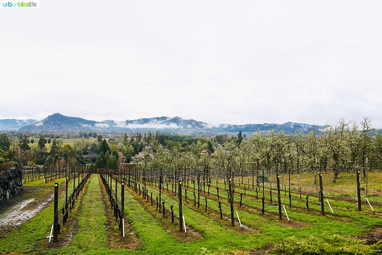 wide shot of Cooper Ridge Vineyard, rows of grapevines