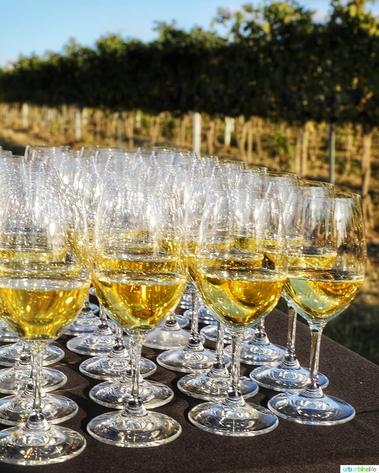 white wine glasses lined up at harvest celebration dinner walla walla vineyard
