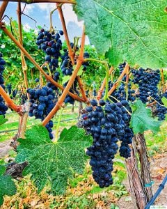grapevines in vineyard