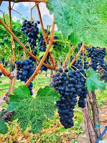 grapevines in vineyard