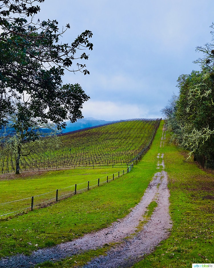 rows of vines at a Roseburg Winery