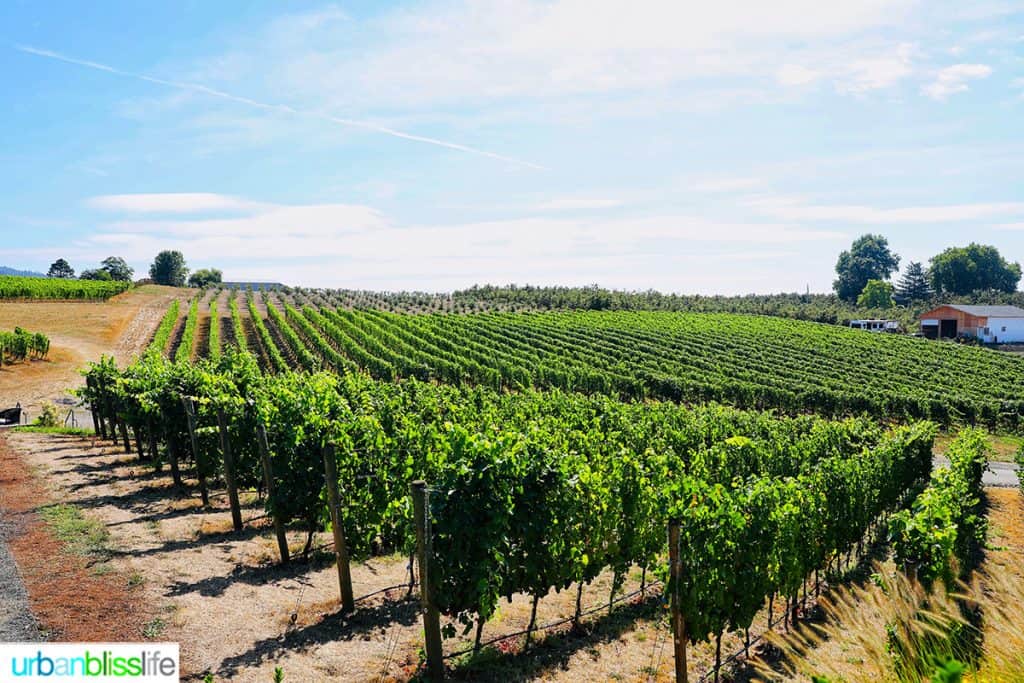 Adelsheim Vineyard
