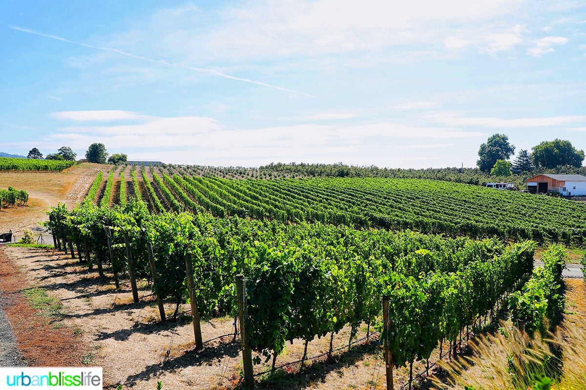 Adelsheim Vineyard in Newberg, Oregon