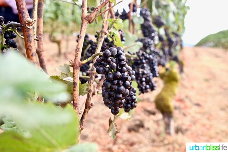David Hill Winery Pinot Noir grapes in the vineyard