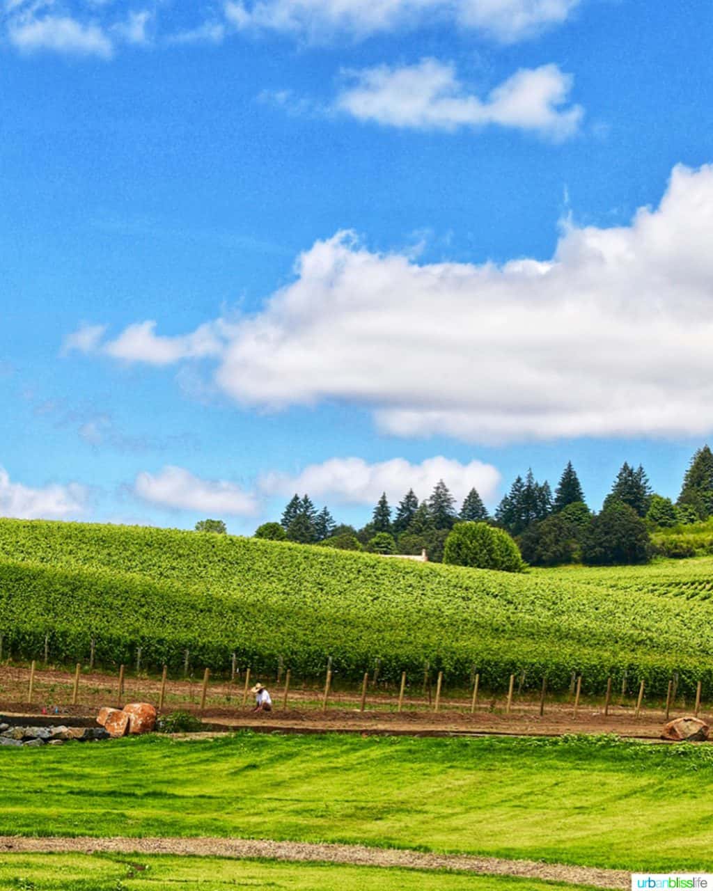 Stoller vineyards