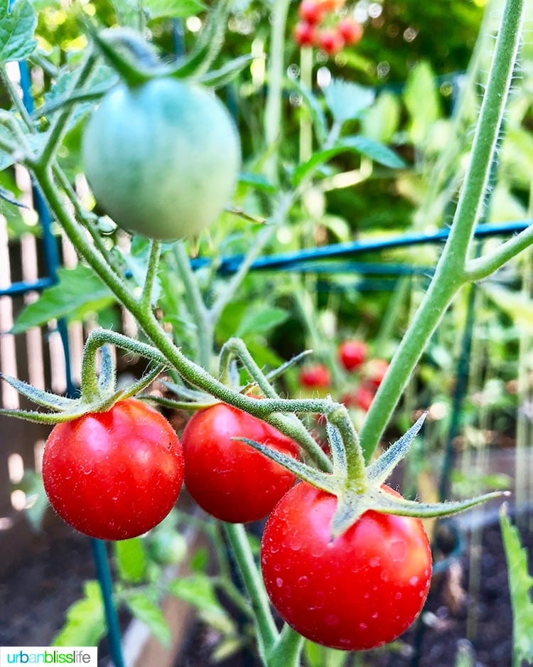 garden tomatoes