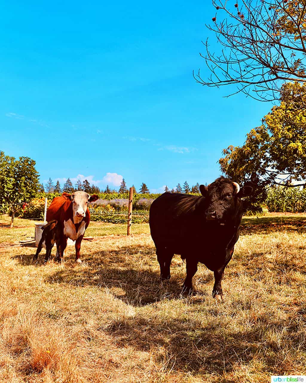 cow and bull at Alloro Vineyards farm