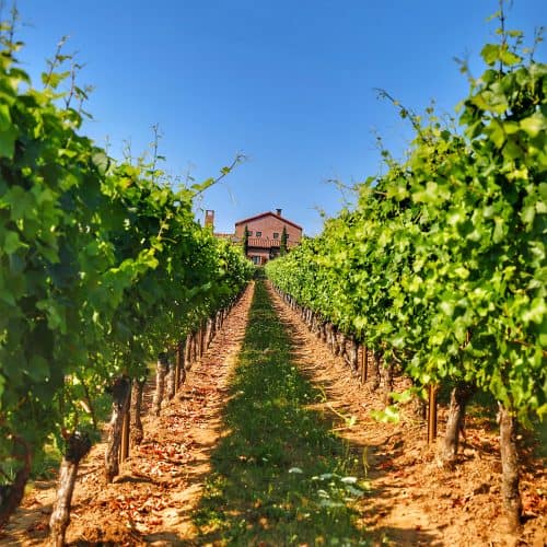Alloro Vineyard rows leading to tasting house