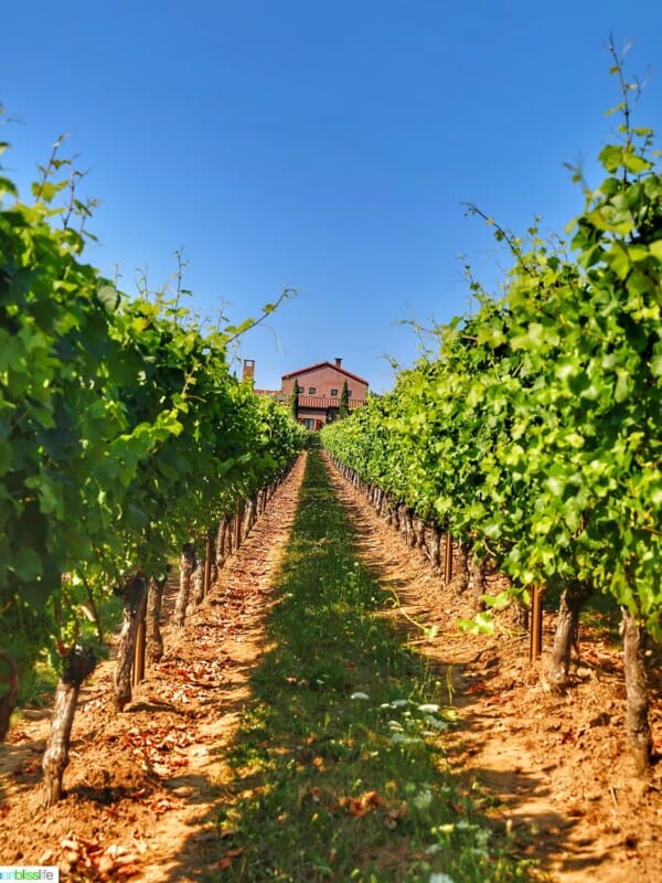 Alloro Vineyard rows leading to tasting house