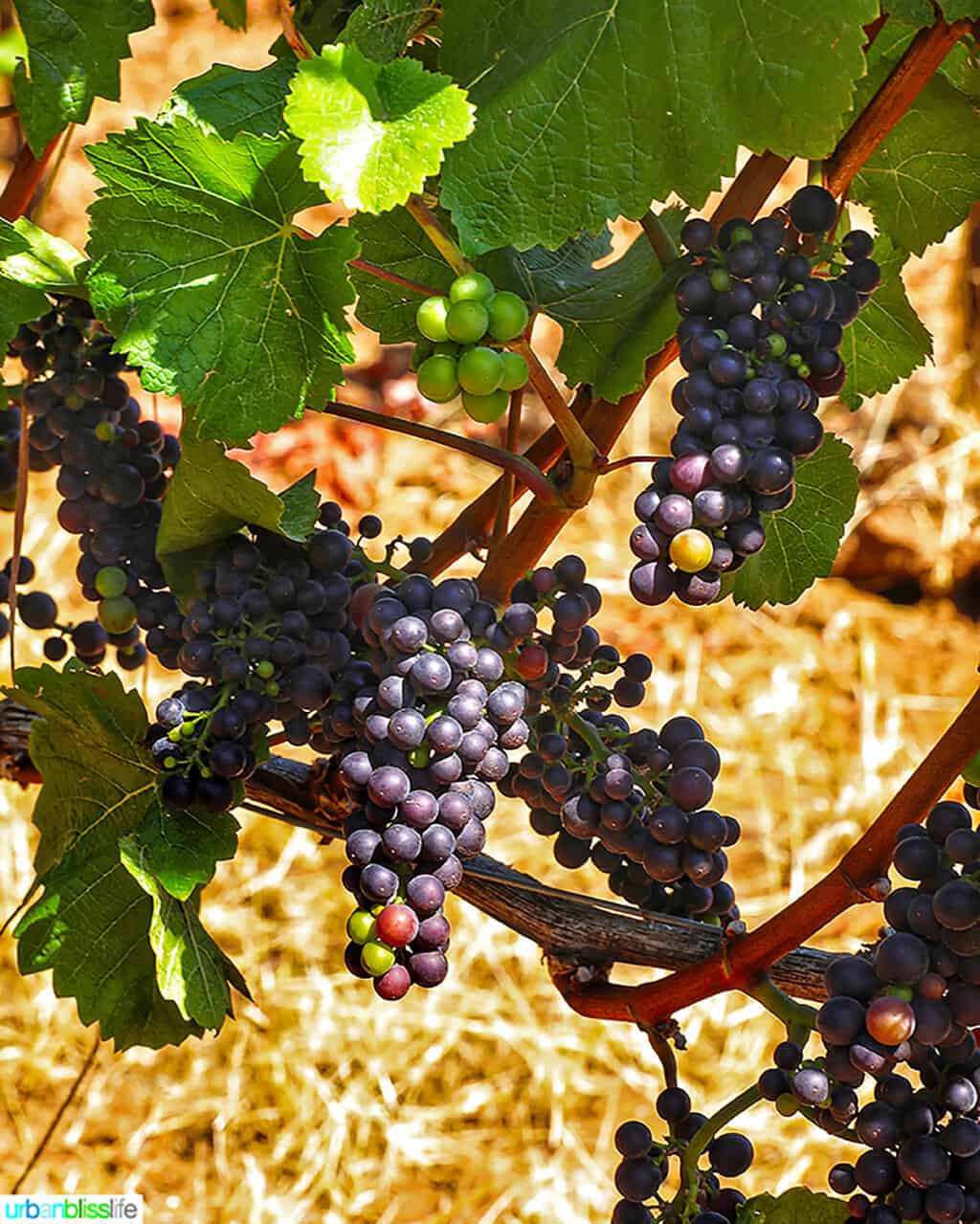 pinot noir grapes