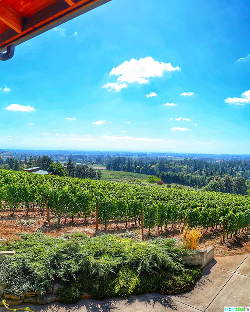 vineyard view at Dusky Goose winery 