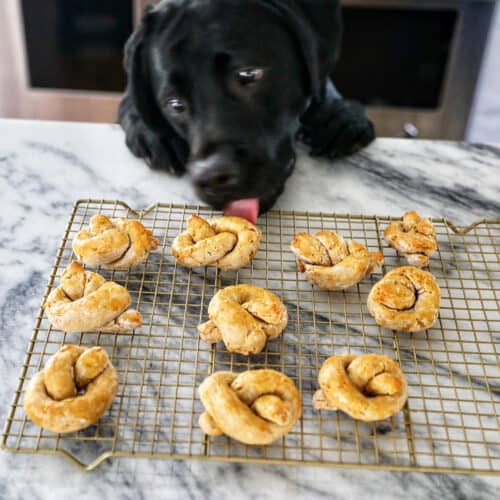 black lab Ace licking a dog pretzel
