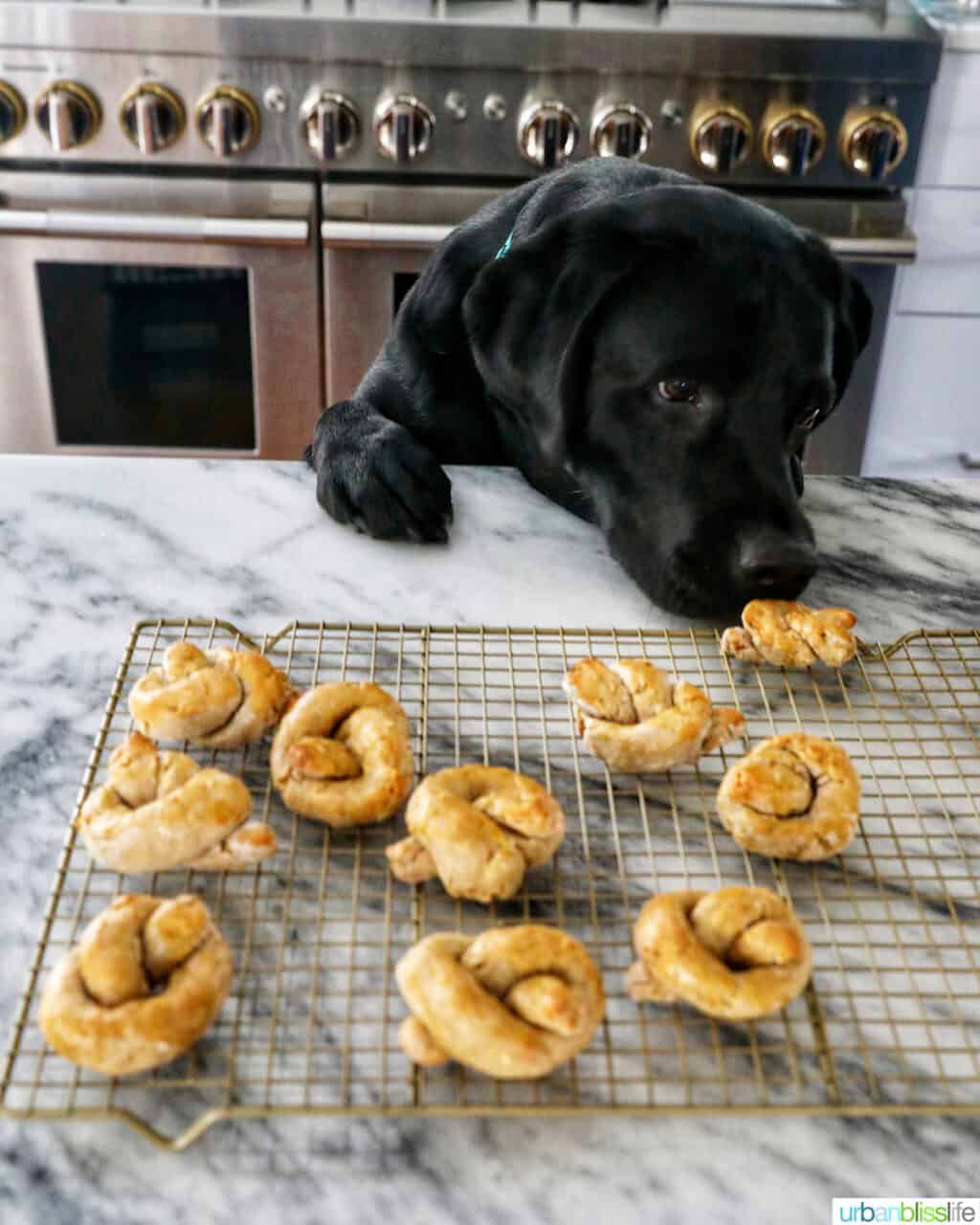 Ace sniffing dog pretzels