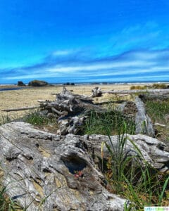 driftwood on the beach at bandon, oregon