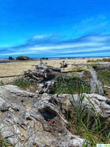 driftwood on the beach at bandon, oregon