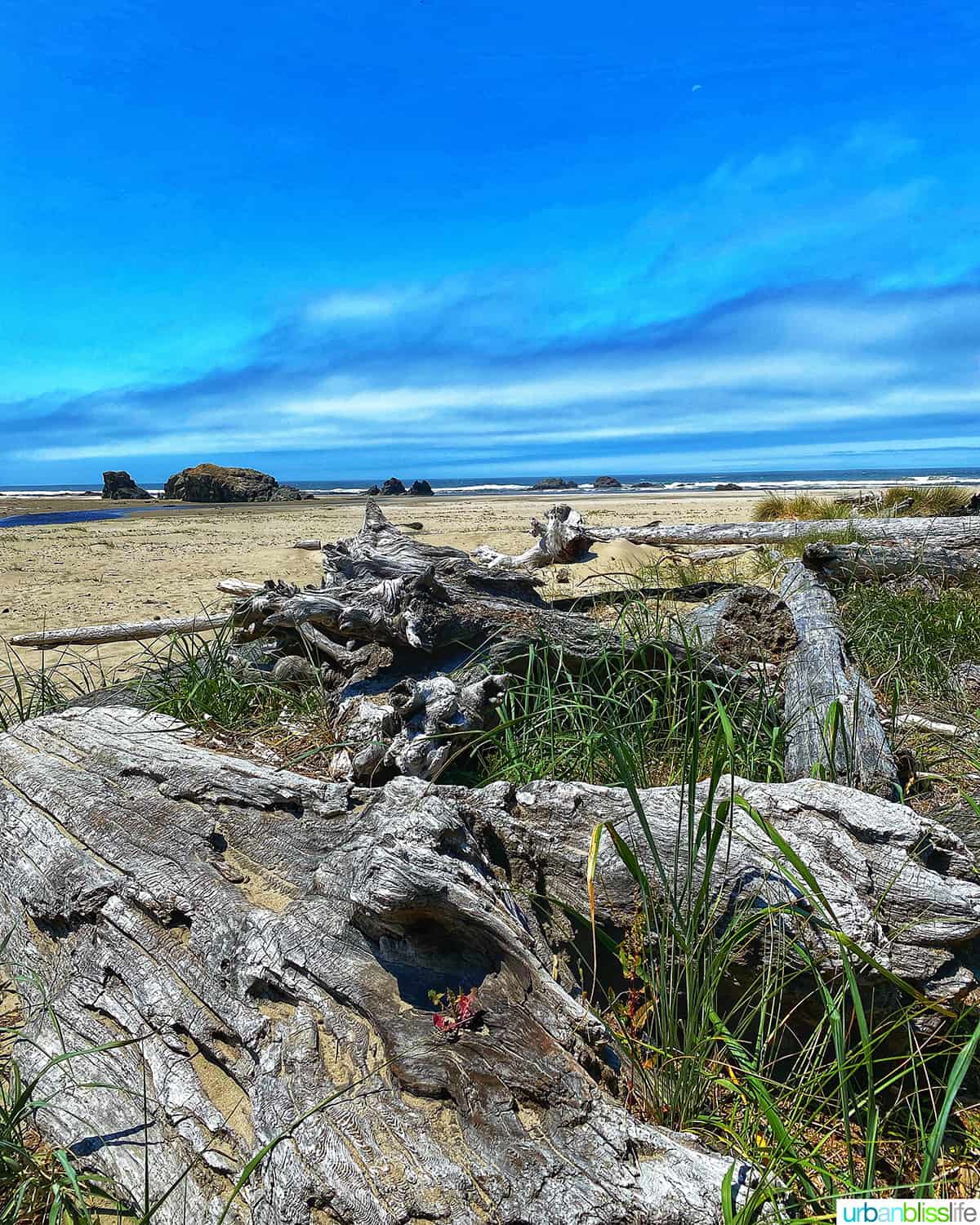 driftwood on the beach at bandon, oregon