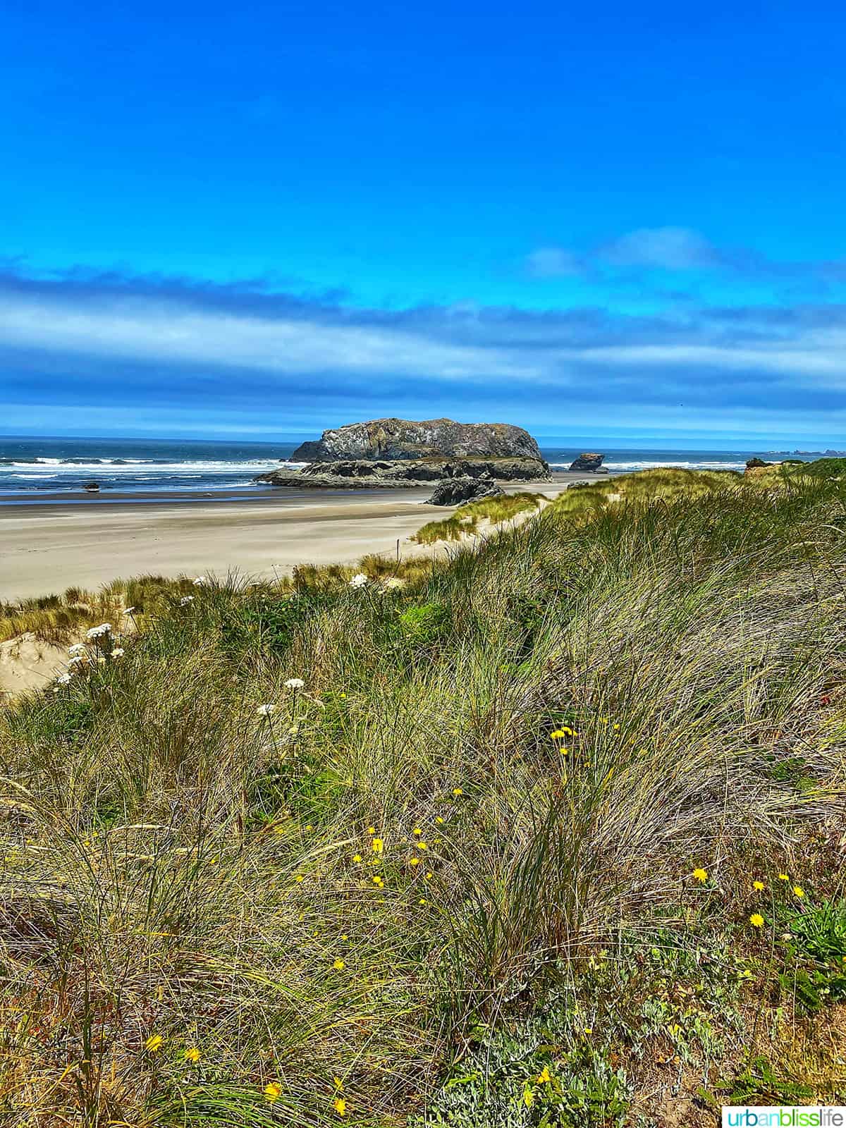 wildflowers on the beach at bandon, oregon