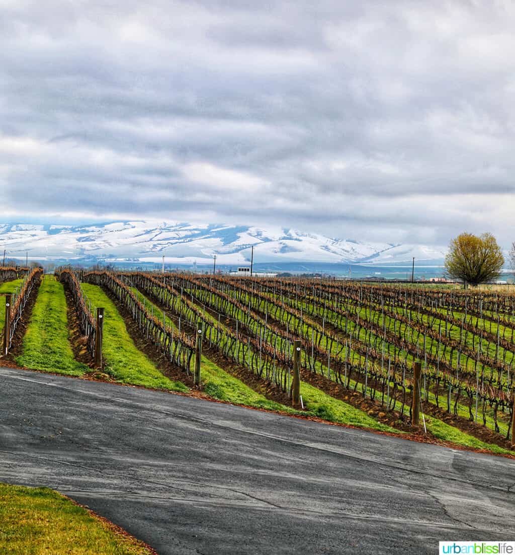 walla walla ava vineyard and mountains