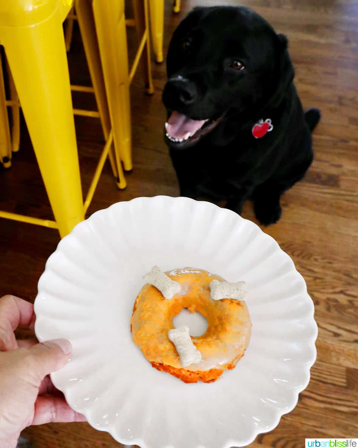 hand holding dog donut out to a black labrador dog.