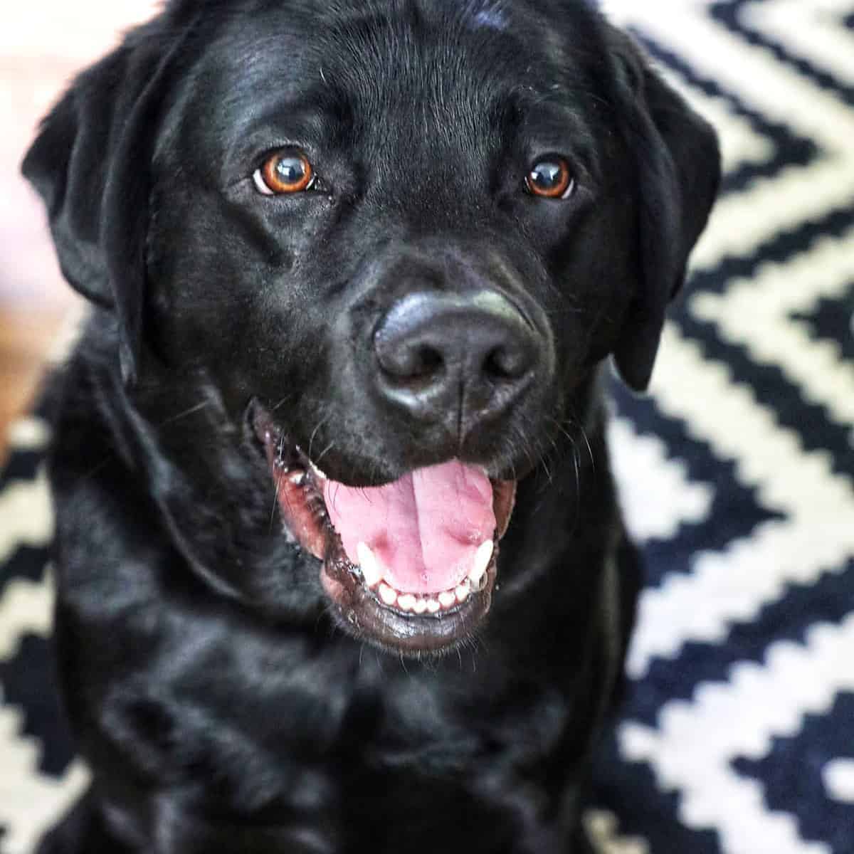black lab dog smiling