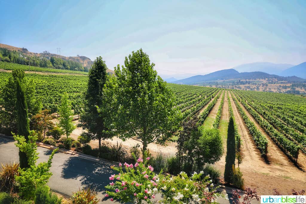 beautiful southern oregon vineyards of Belle Fiore Winery against blue skies