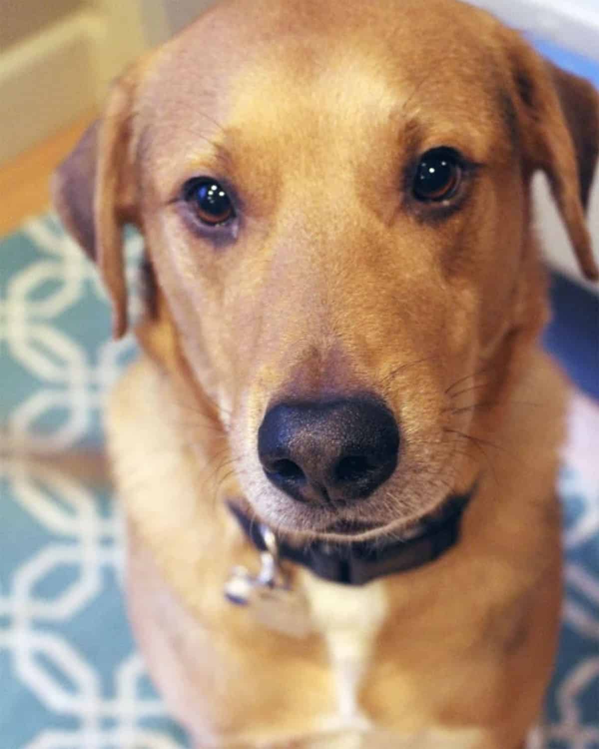 brown and white dog close up