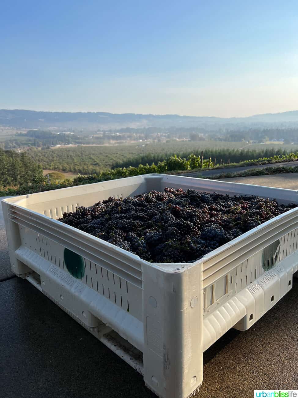 anderson family vineyard in newberg, oregon crate of grapes