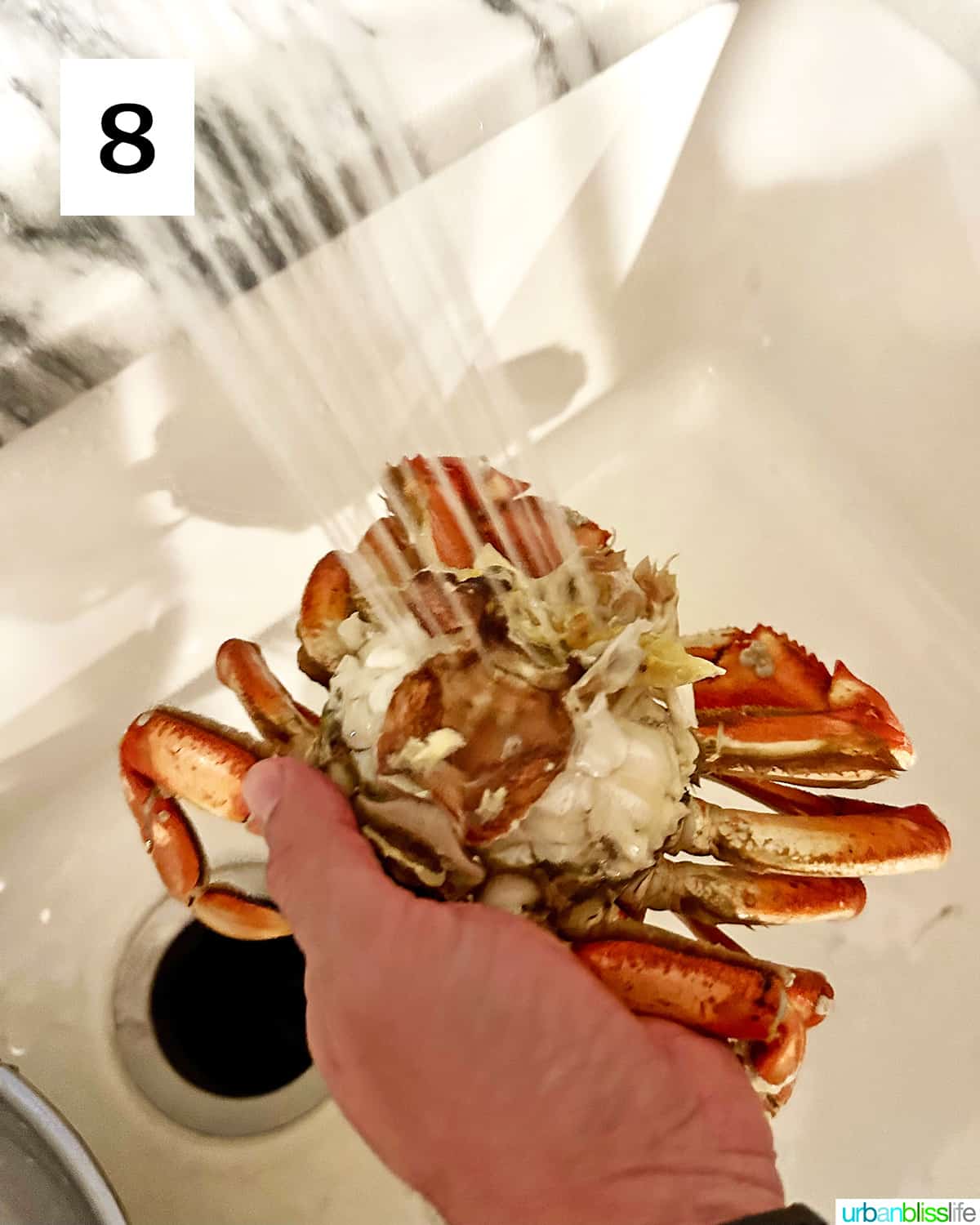 spraying water while cleaning a Dungeness crab in a sink.