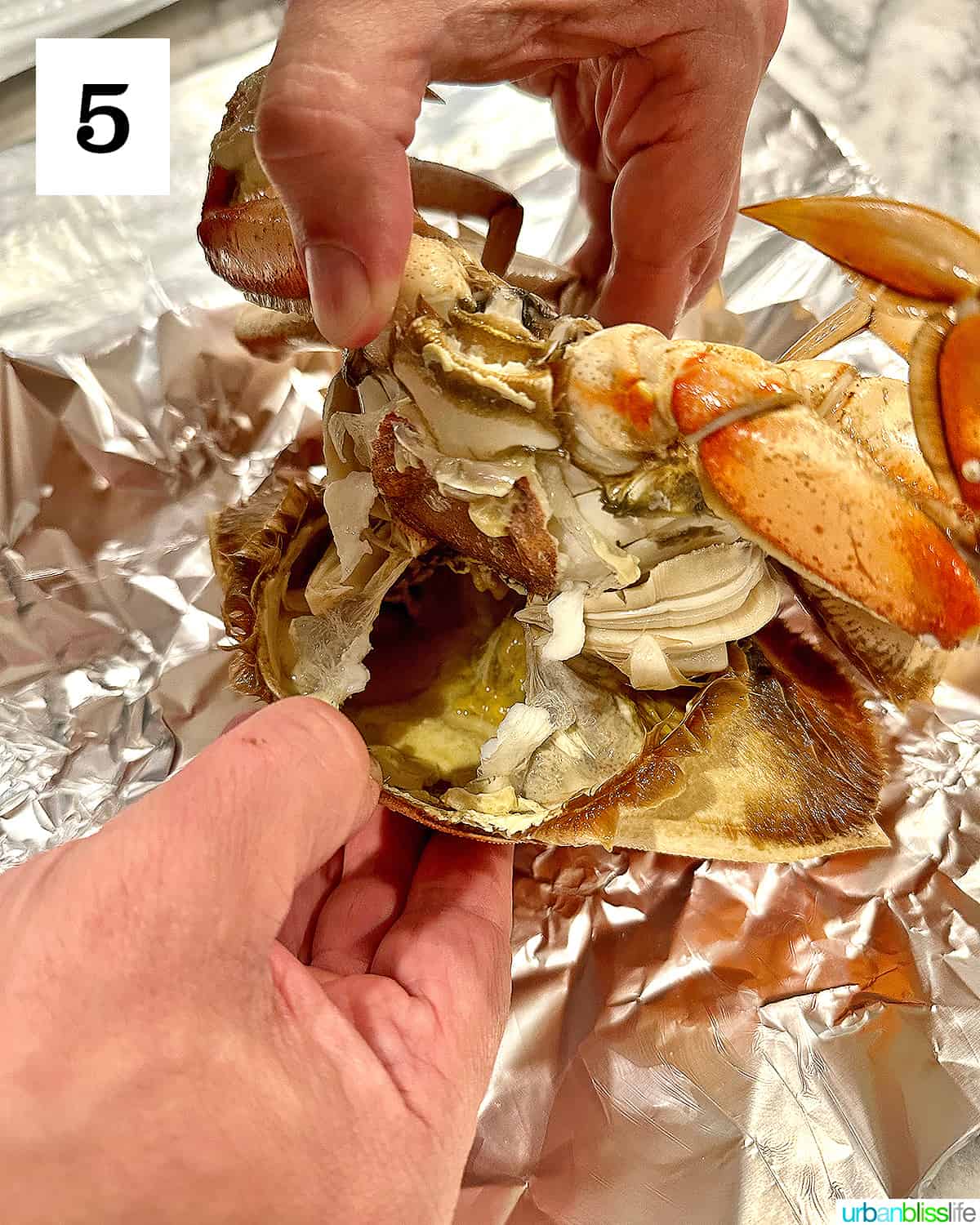 hands opening up the dungeness crab shell when cleaning the crab.