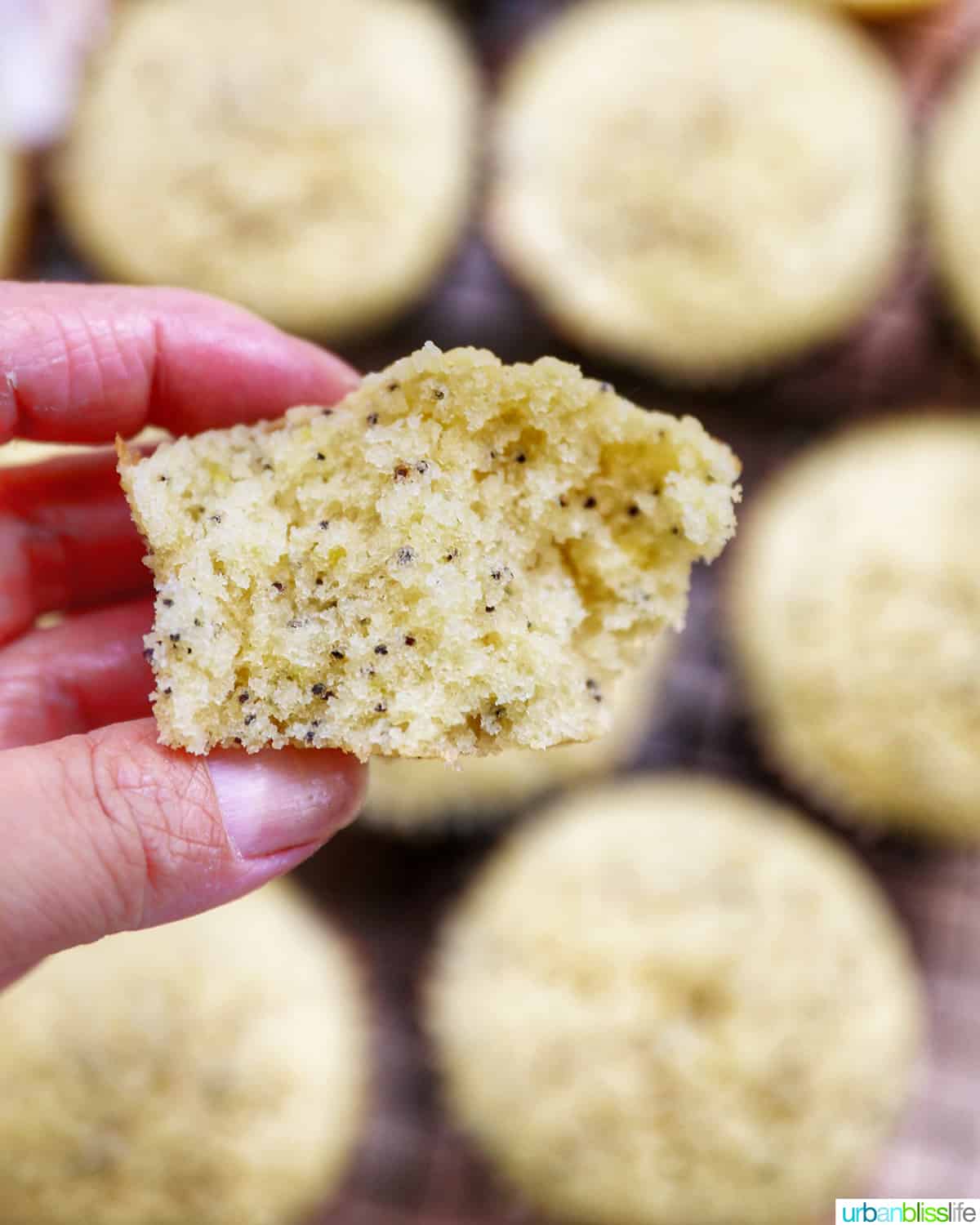 hand holding half of a lemon poppyseed cupcake.