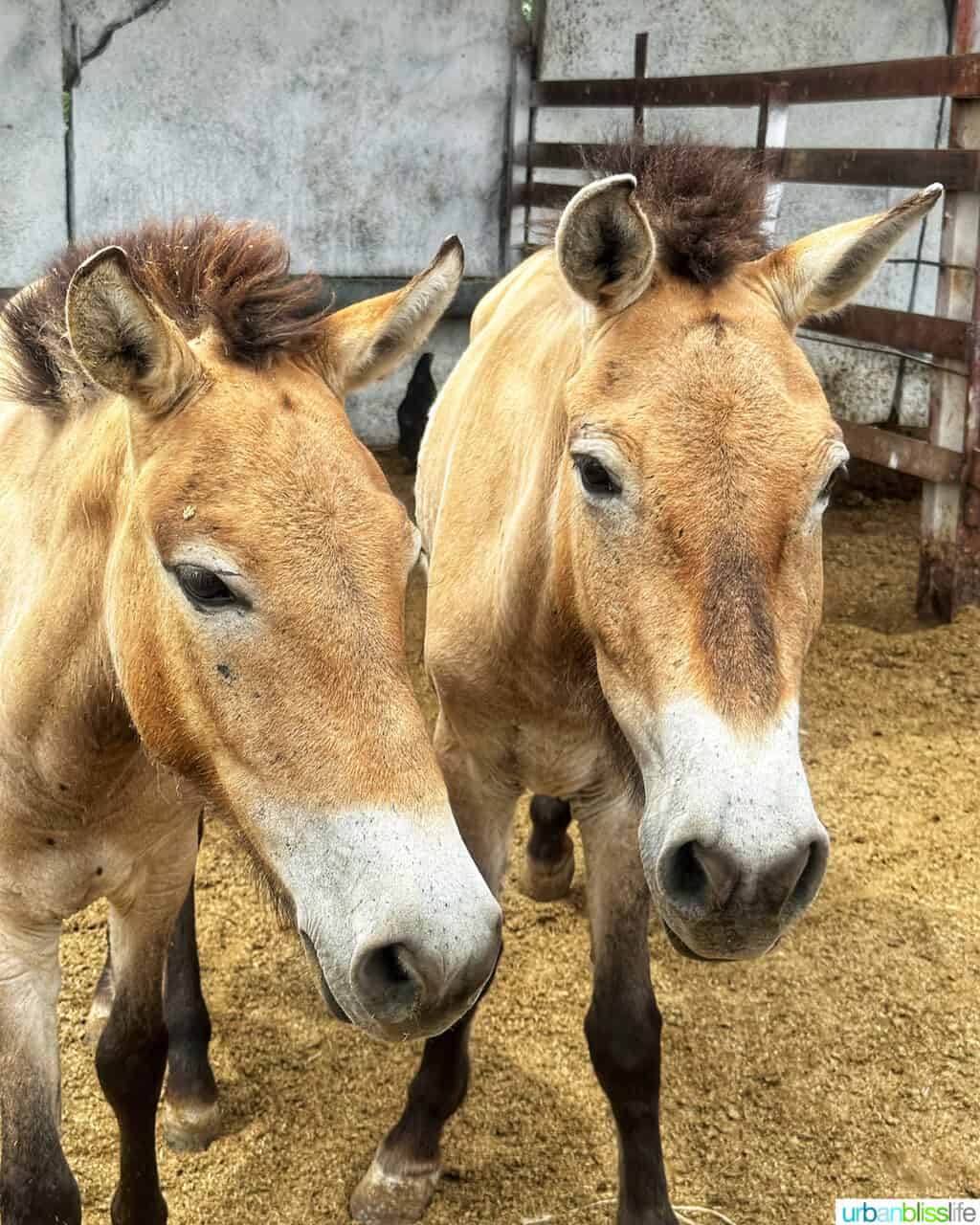 rare Przewalski horses at Altyn-Emel national park near Almaty, Kazakhstan.