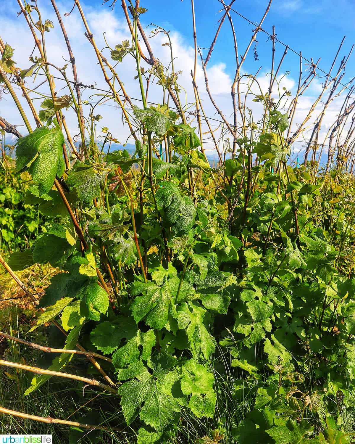 Arba vineyards in Kazakhstan.