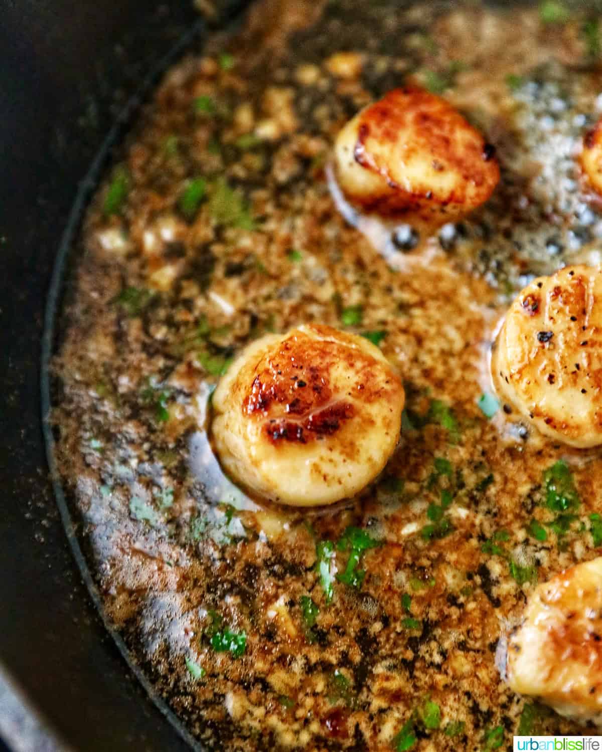 seared scallops in a cast iron skillet with butter garlic herb sauce.