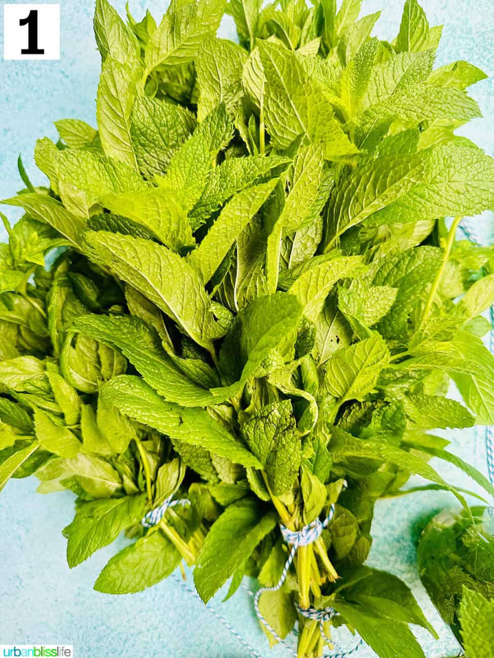 bunch of mint leaves tied together with kitchen twine.