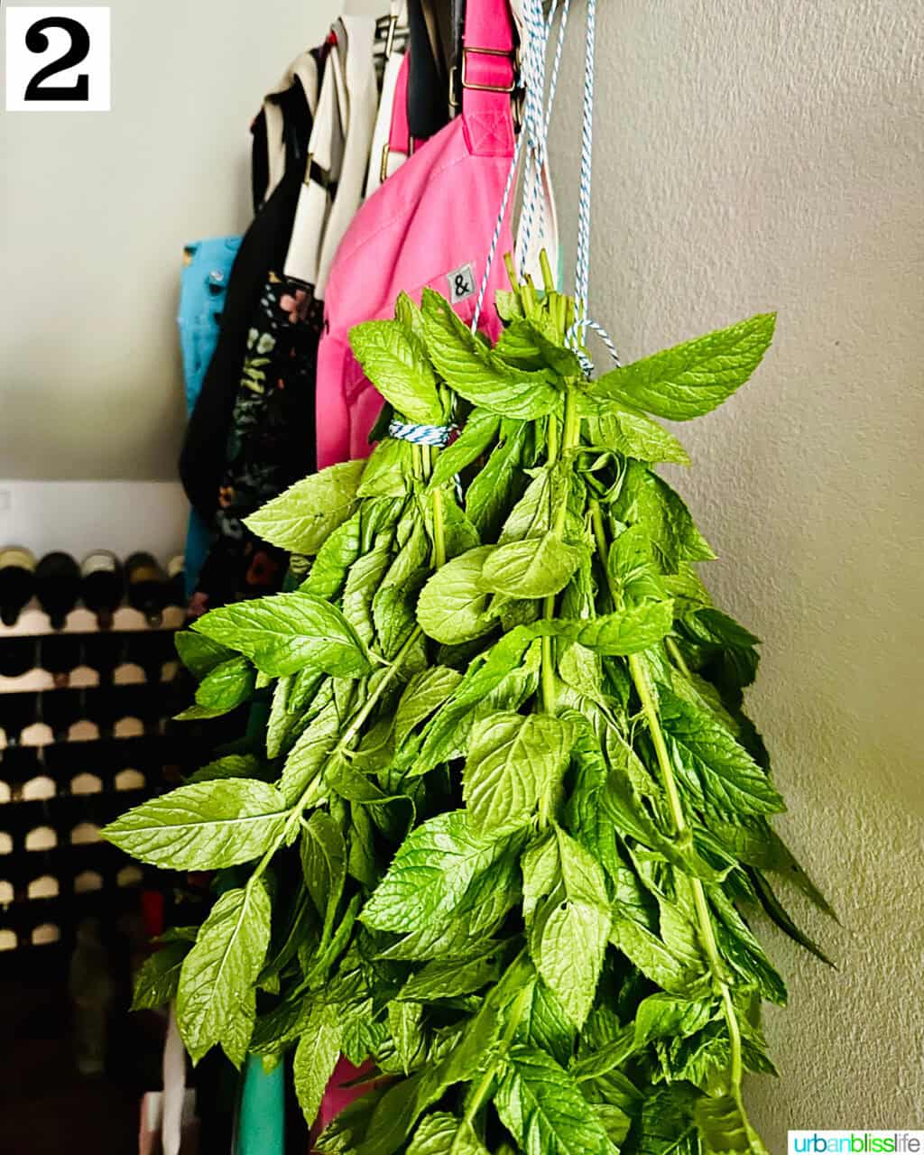 bunch of mint leaves drying in a pantry hanging upside down.