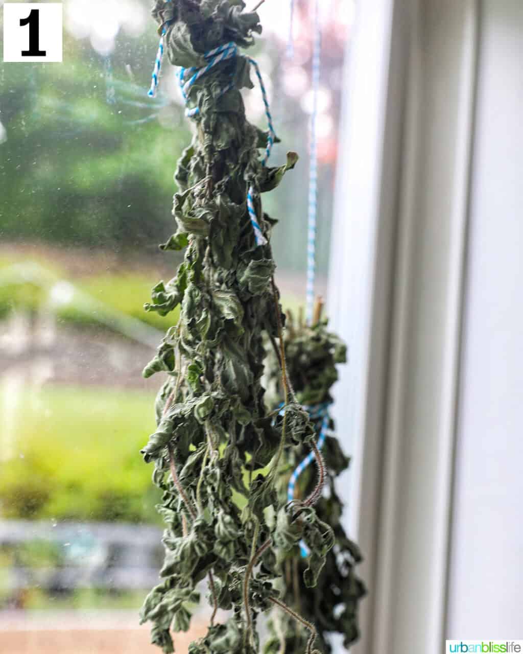 oregano leaves hanging upside down in a sunny window.
