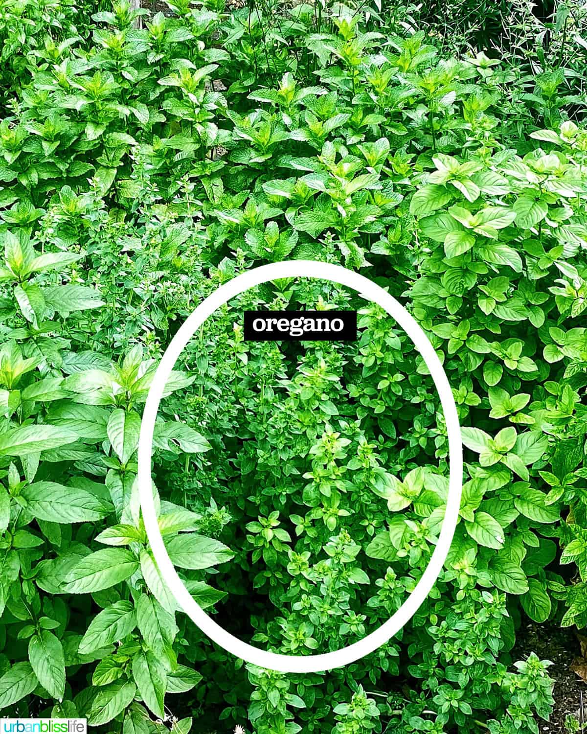 mint and oregano growing in the garden.