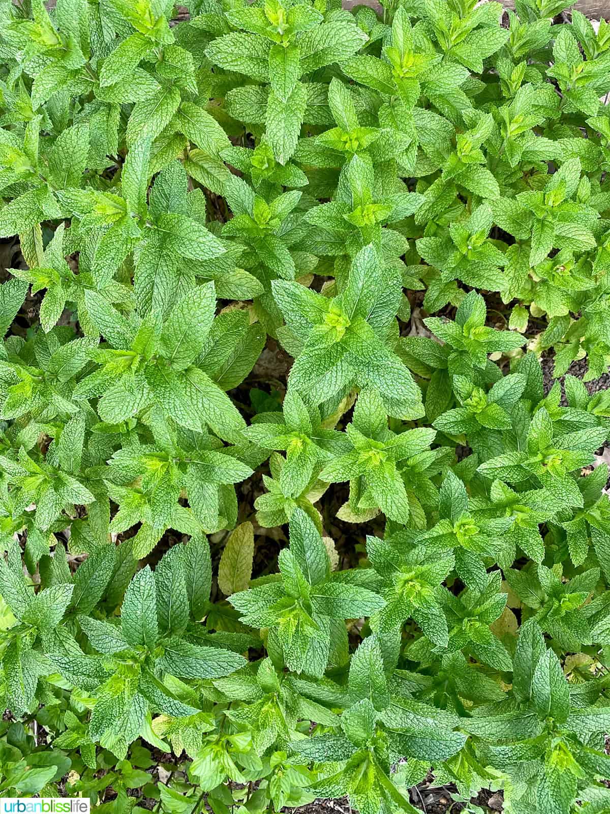 mint leaves growing in the garden.