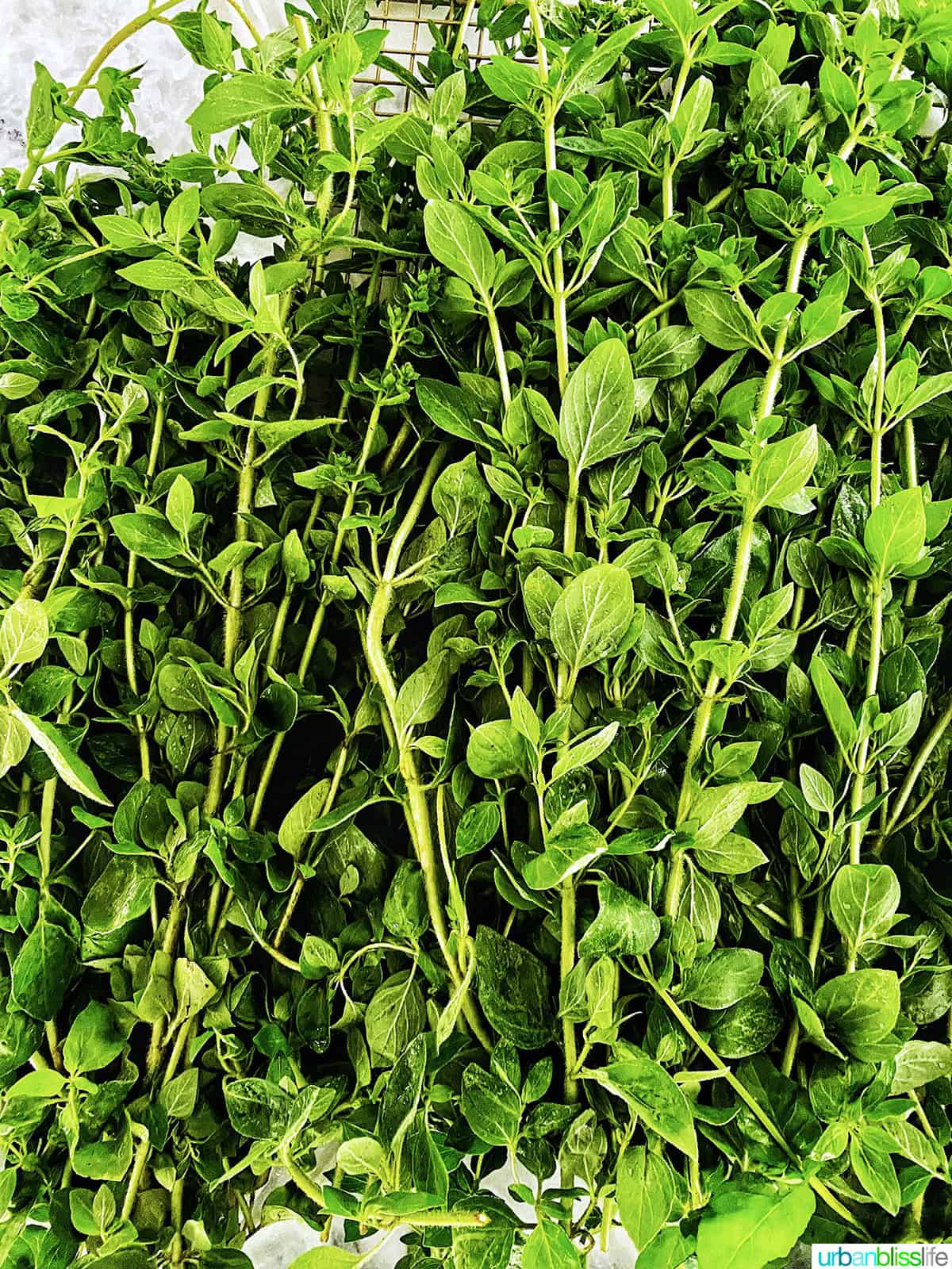 oregano leaves and stems.