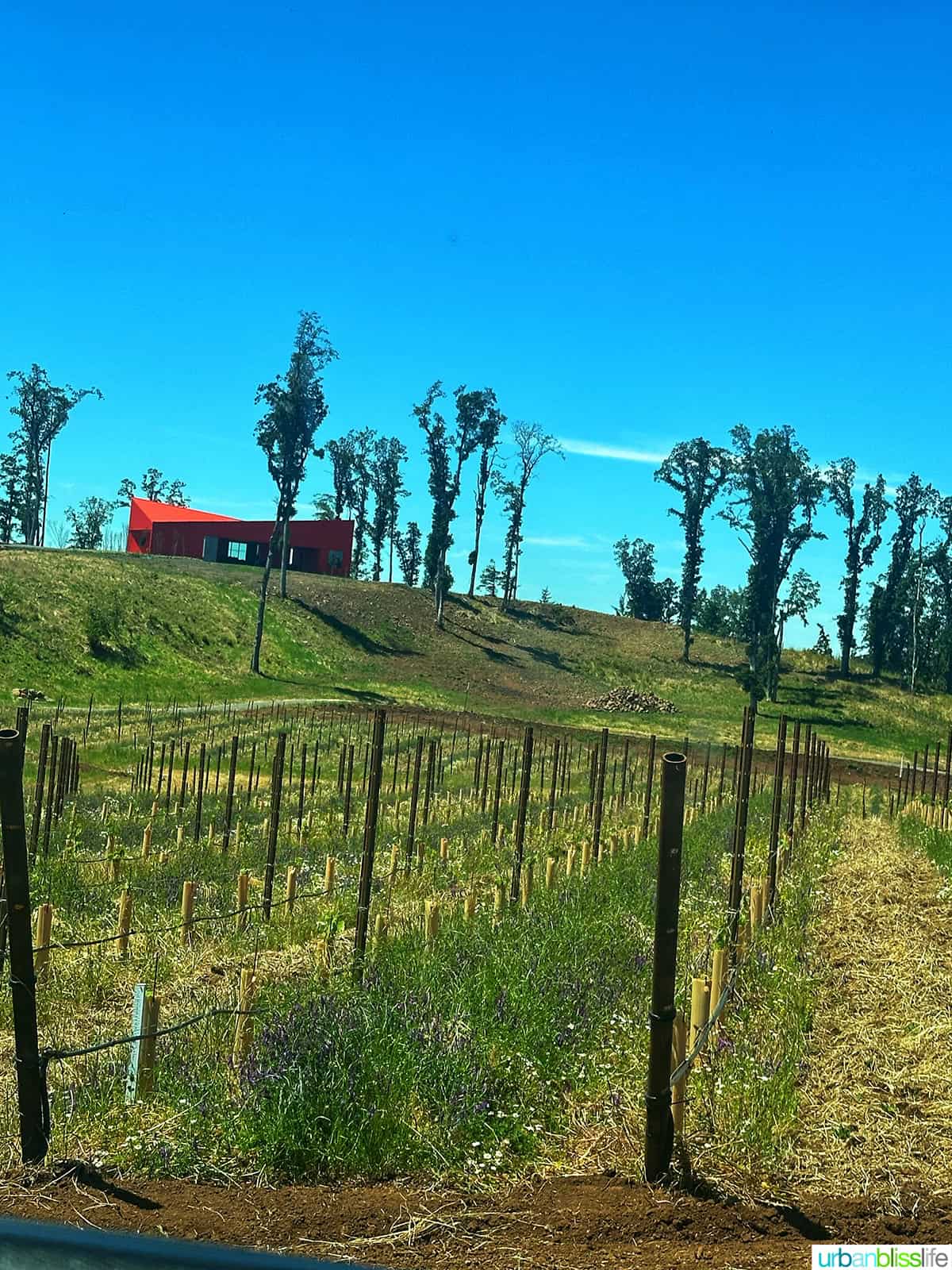 corollary wines vineyard and tasting room in amity, oregon