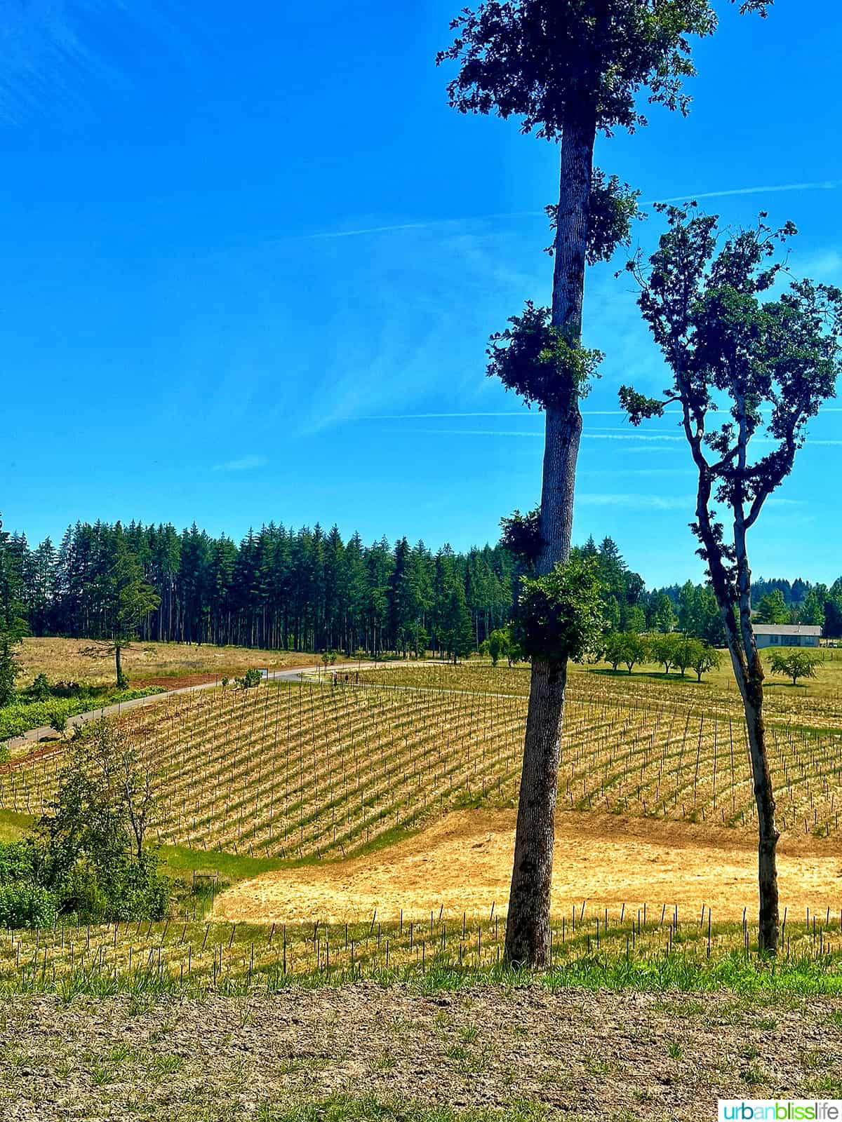 vineyard with blue sky.