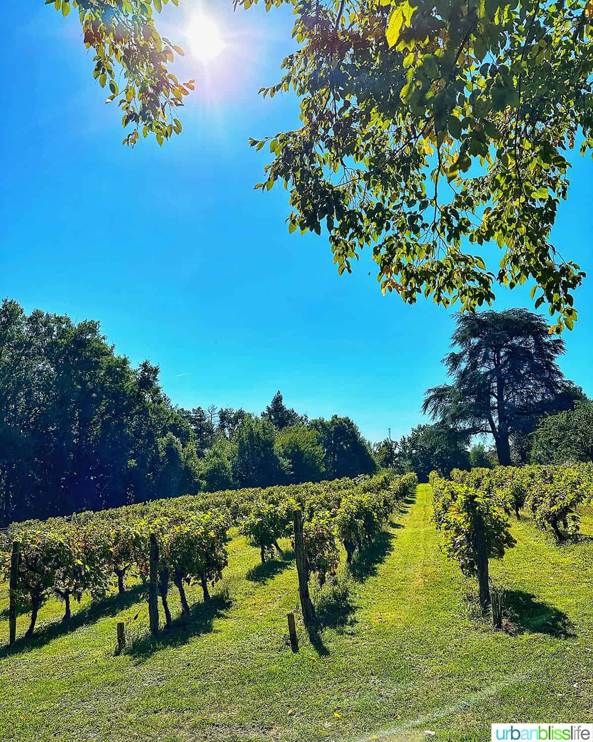 vineyards at Chateau de Valcreuse in La Roche-Posay, France.